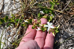 Jacquemontia havanensis