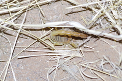 Parabuthus stridulus