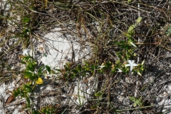 Jacquemontia havanensis