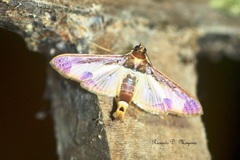 Diaphania eumeusalis