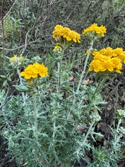 Eriophyllum confertiflorum