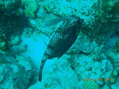 Acanthostracion polygonium