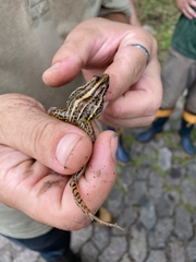 Leptodactylus gracilis