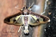 Diaphania eumeusalis