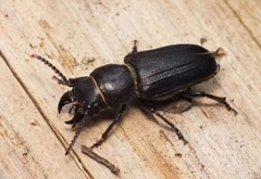 Spondylis buprestoides