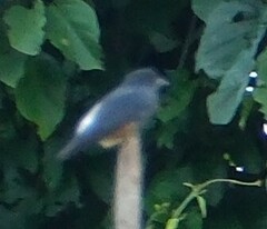 Chelidoptera tenebrosa