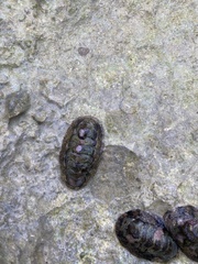 Acanthopleura granulata