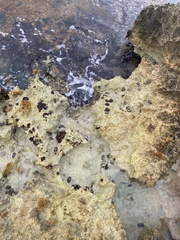 Acanthopleura granulata