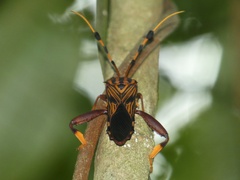 Spathophora biclavata