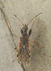 Heraeus plebejus