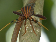 Spathophora biclavata
