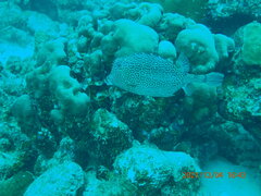 Acanthostracion polygonium