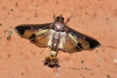 Diaphania eumeusalis