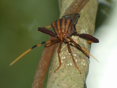 Spathophora biclavata