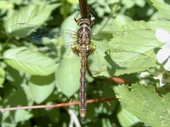 Neurocordulia yamaskanensis