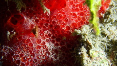 Phorbas amaranthus