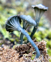 Arrhenia chlorocyanea