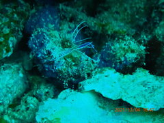 Ancylomenes pedersoni