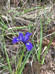 Iris douglasiana