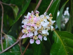 Banisteriopsis caapi