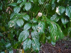 Banisteriopsis caapi