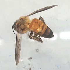 Apis dorsata