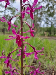 Dipodium elegantulum