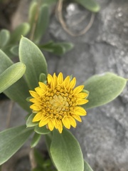 Borrichia arborescens