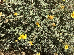 Encelia resinifera