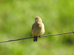 Sporophila minuta