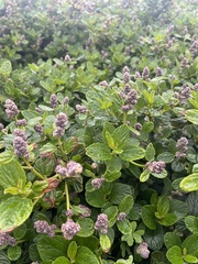 Ceanothus
