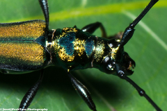 Chloridolum thomsoni