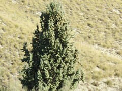 Cupressus arizonica