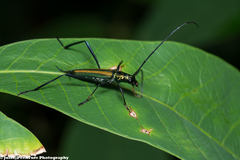 Chloridolum thomsoni