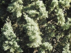 Cupressus arizonica