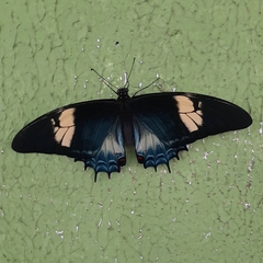 Heraclides androgeus