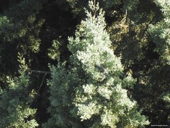 Cupressus arizonica