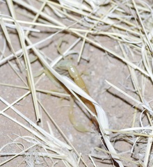 Parabuthus stridulus