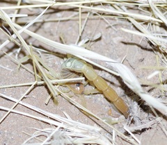 Parabuthus stridulus