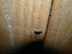 Porcellio scaber