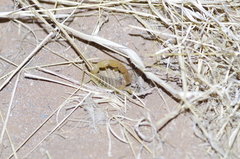 Parabuthus stridulus