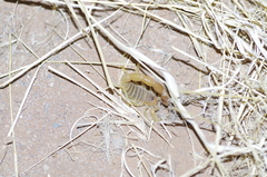 Parabuthus stridulus