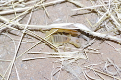 Parabuthus stridulus