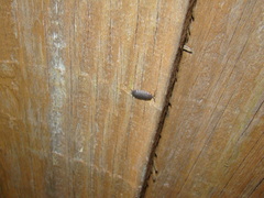 Porcellio scaber