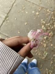 Calliandra surinamensis