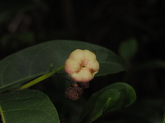 Glochidion ferdinandi