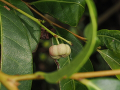 Glochidion ferdinandi