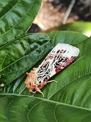 Spodoptera picta