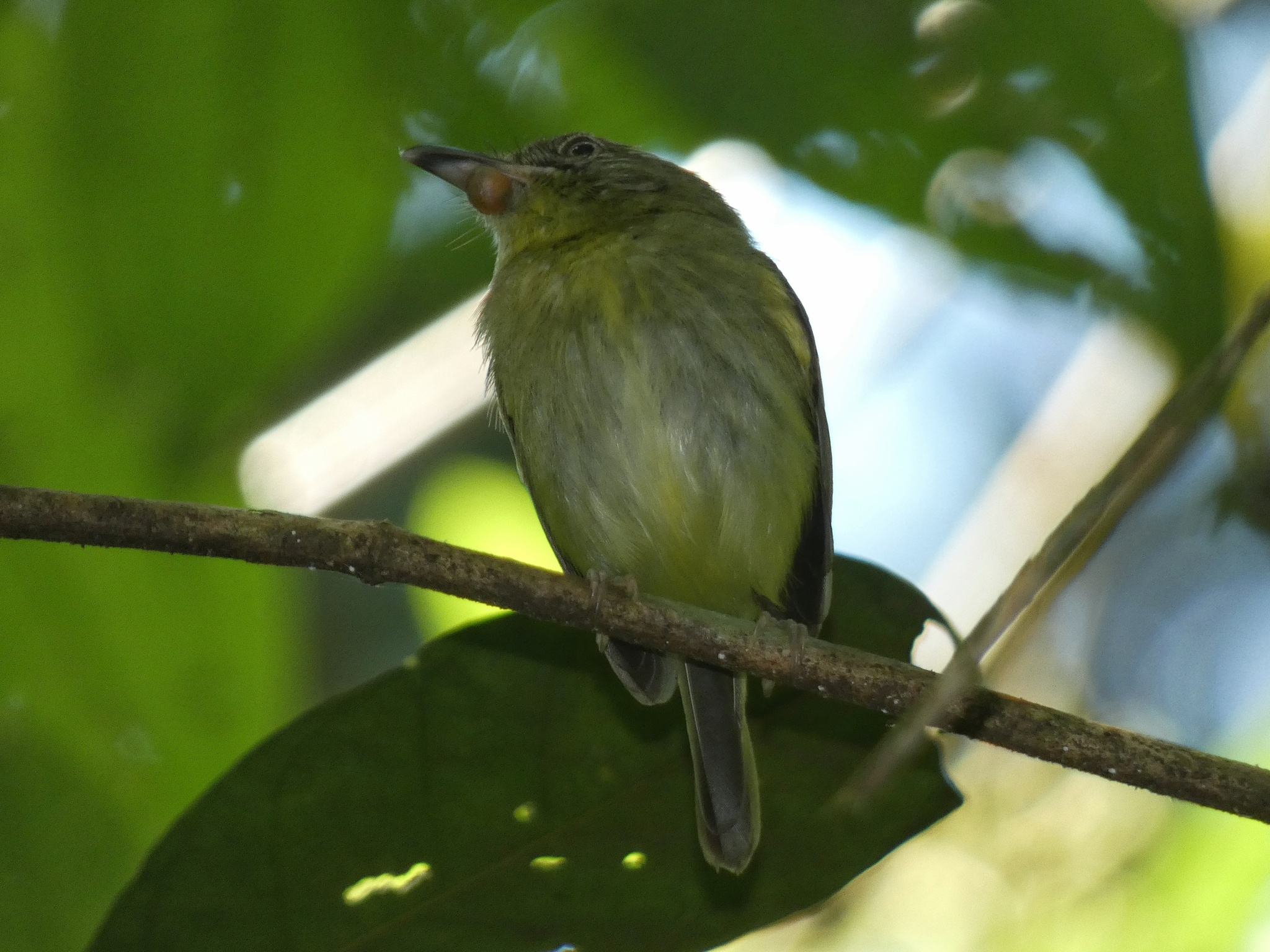 Southern Bentbill (Oncostoma olivaceum), photo 10