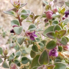 Pseudorontium cyathiferum